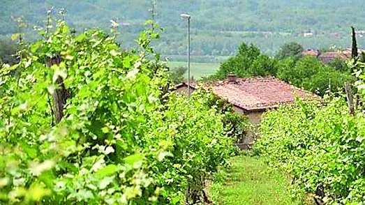 Un vigneto sul Carso, il braccio di ferro con il Consorzio prosegue