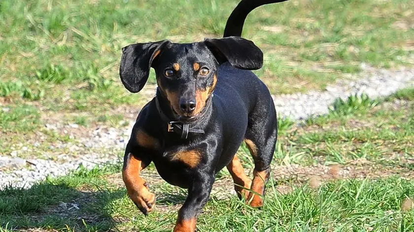 Udine 25 marzo 2017 Cani al parco del Cormor. Copyright Foto Petrussi / Ferraro Simone