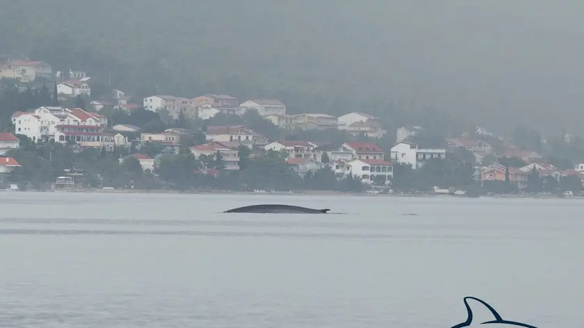 La balena immortalata dagli scienziati nel Quarnero