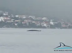 La balena immortalata dagli scienziati nel Quarnero