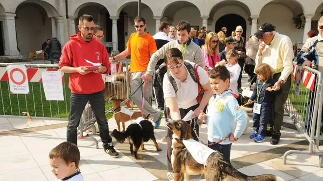 Bumbaca Gorizia 05_04_2014 Stracanina - Foto Pierluigi Bumbaca