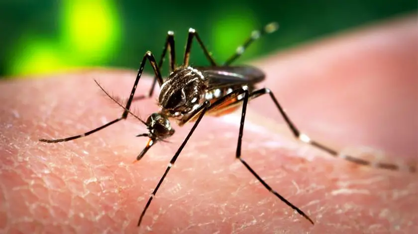 Aedes Aegypti, la zanzara che trasmette il virus