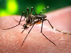 Aedes Aegypti, la zanzara che trasmette il virus