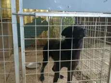 Il cane che ha azzannato a morte la piccola (foto dal Messaggero Veneto)