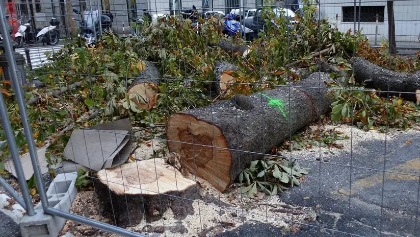 Gli alberi tagliati in viale XX Settembre