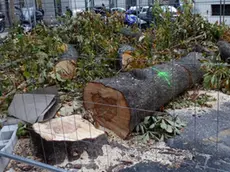 Gli alberi tagliati in viale XX Settembre