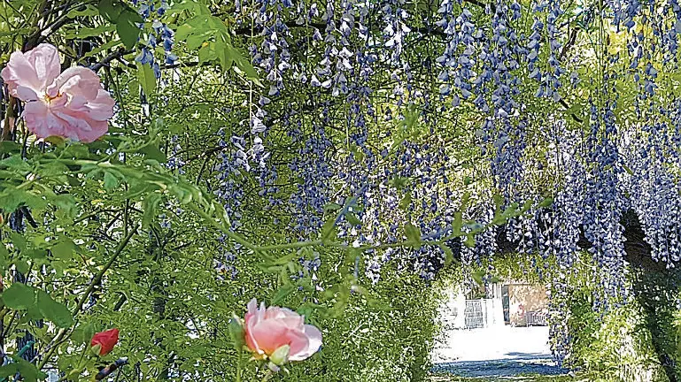 Cascate di glicini e rose in una foto d’archivio del Parco delle Rose