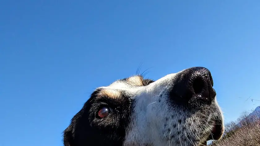 Ettore