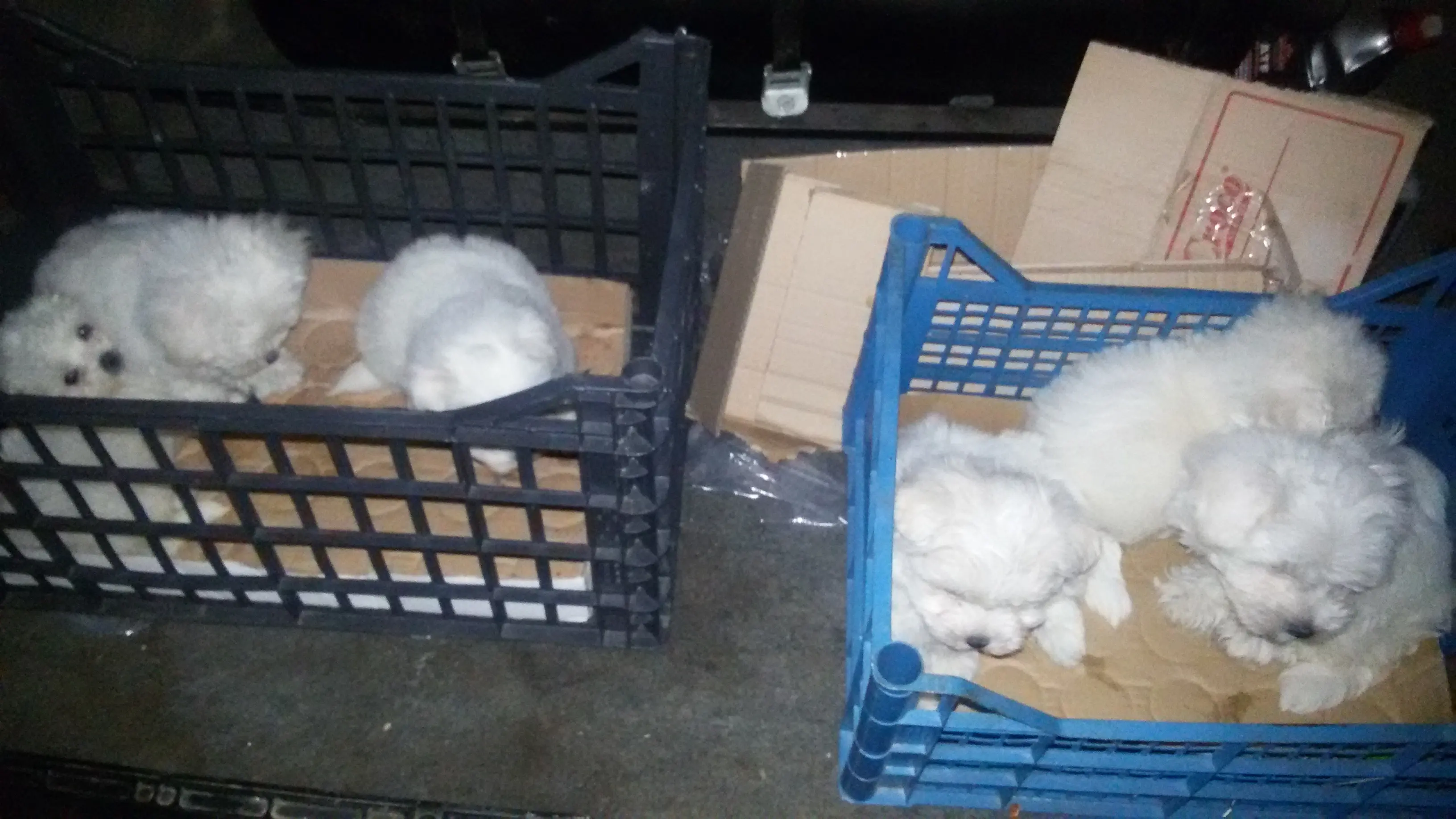 I cuccioli stivati nel portabagagli