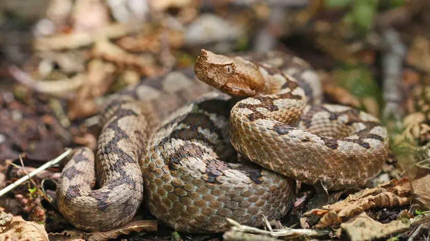 Una vipera