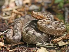 Una vipera