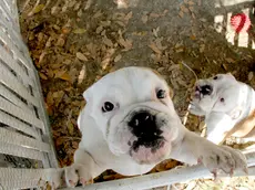 Bonaventura Monfalcone-27.09.2016 Cagnolini nuovo sequestro e Damiano Baradel-Fossalon-foto di Katia Bonaventura