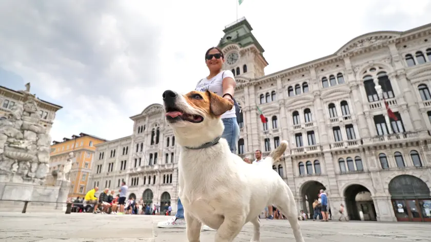 Lasorte Trieste 01/07/18 - Cani