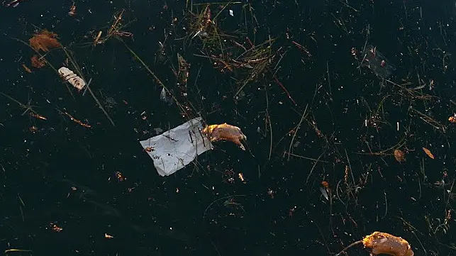 Lasorte Trieste 28/08/15 - Rive davanti Piazza Unita, Moria di Topi, Pantigane