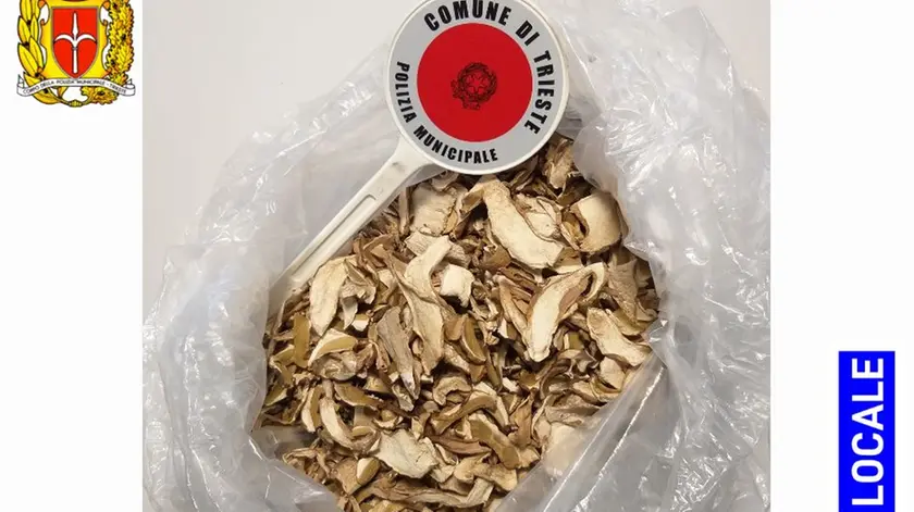I funghi sequestrati dalla polizia locale