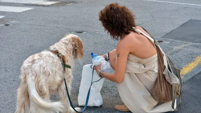 Foto Bruni 30.07.13 Cane a passeggio