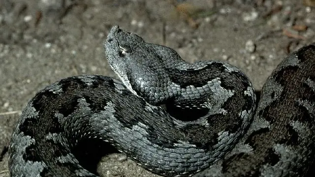 Una vipera