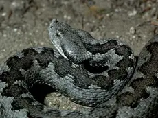 Una vipera