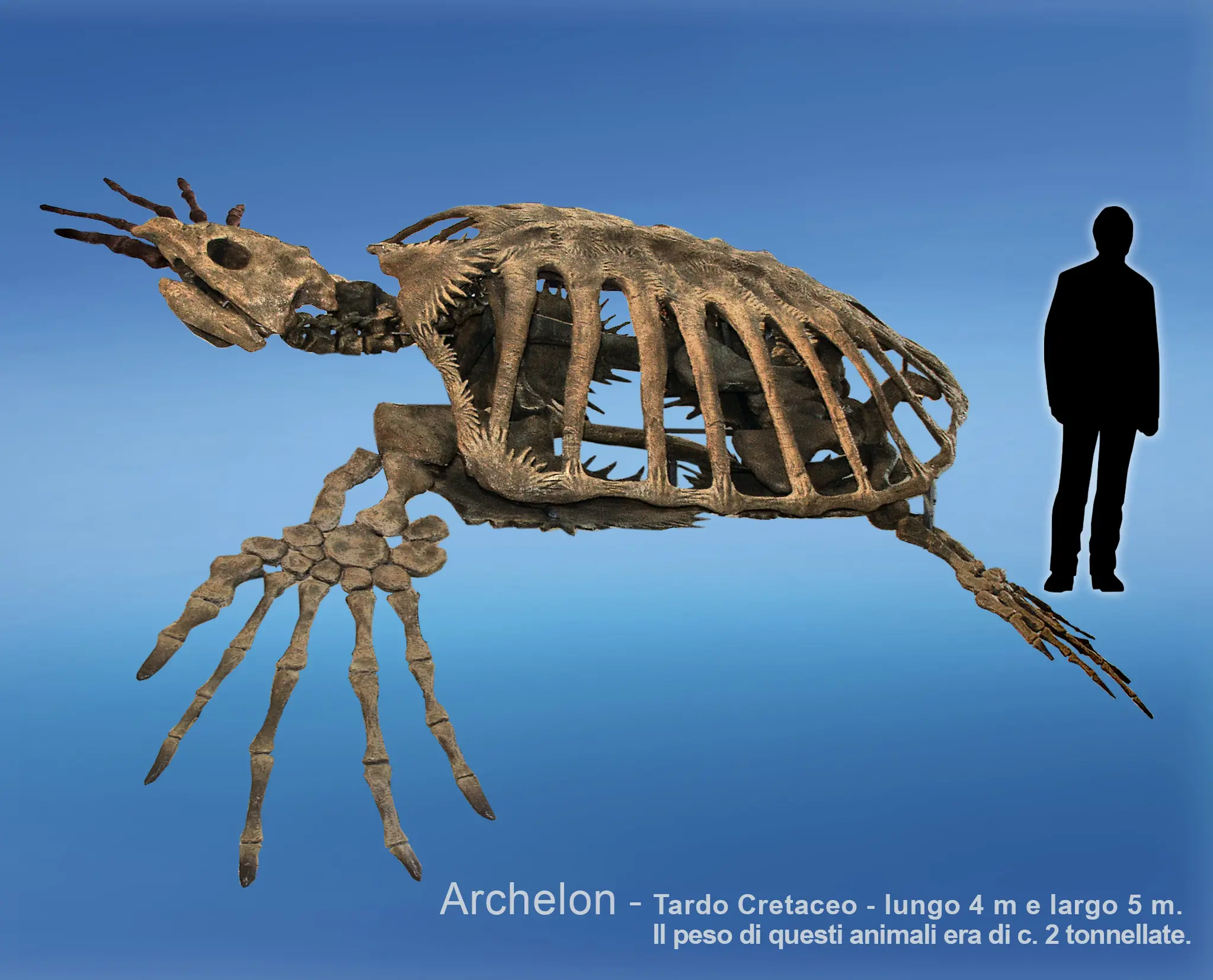 Ecco l’Archelon: lungo 4 metri e largo 5, pesava due tonnellate