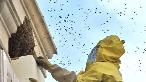 Lasorte Trieste 31/05/12 - Via Roma angolo Via Machiavelli, Recupero Nido d'Api