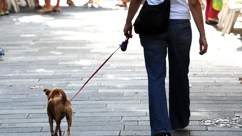 Foto BRUNI TRieste 02.09.2011 Negozio di animali-cane con padrone
