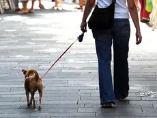 Foto BRUNI TRieste 02.09.2011 Negozio di animali-cane con padrone