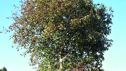 Il luogo in via del Molino dove è stato trovato il corpo privo di vita, Foto Bumbaca