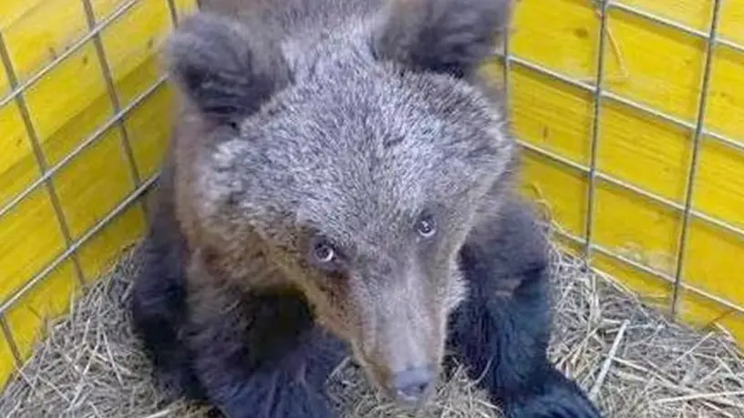 L'orso Kuma al suo arrivo a Gorizia, Foto Bumbaca