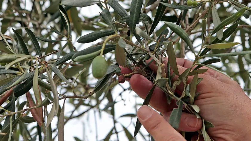 Silvano Trieste 2021-07-16 Paolo Starec mostra nel suo vivaio di olive e frutta, l'invasione della cimice asiatica marmorata