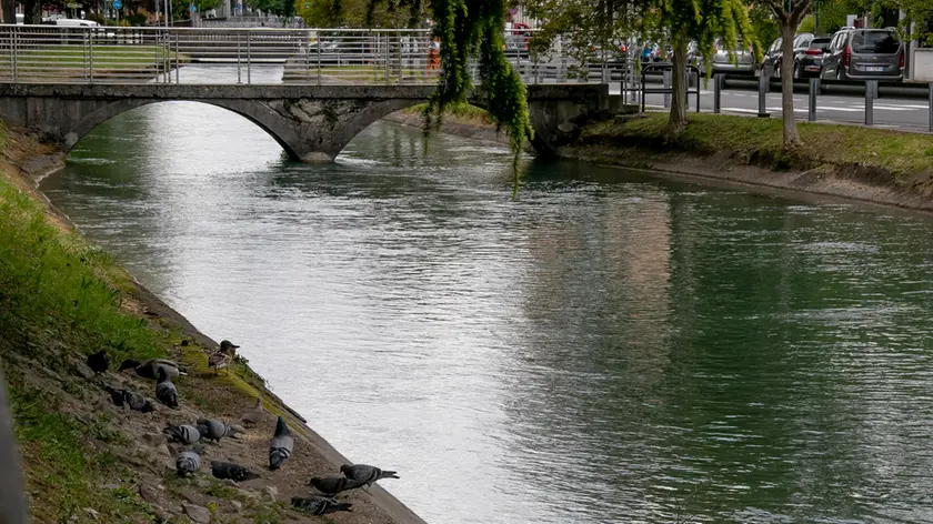 Piccioni in riva al canale de’ Dottori (Foto Bonaventura)