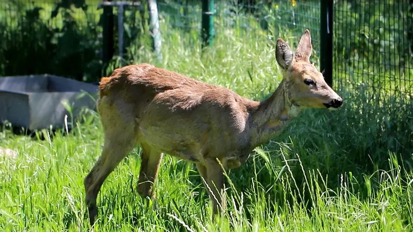 Lasorte Trieste 18/05/17 - Via Marchesetti, ENPA, Mamma Capriolo