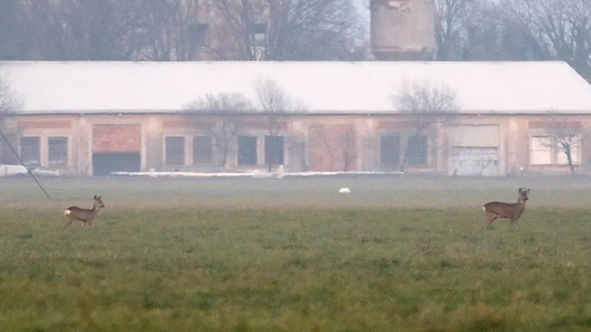 I caprioli all'aeroporto di Gorizia