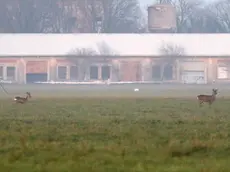 I caprioli all'aeroporto di Gorizia