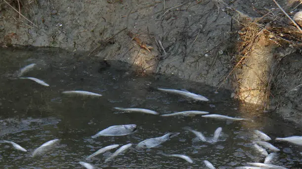 Bonaventura Monfalcone-10.01.2016 Valle da pesca gelata-Grado-foto di Katia Bonaventura