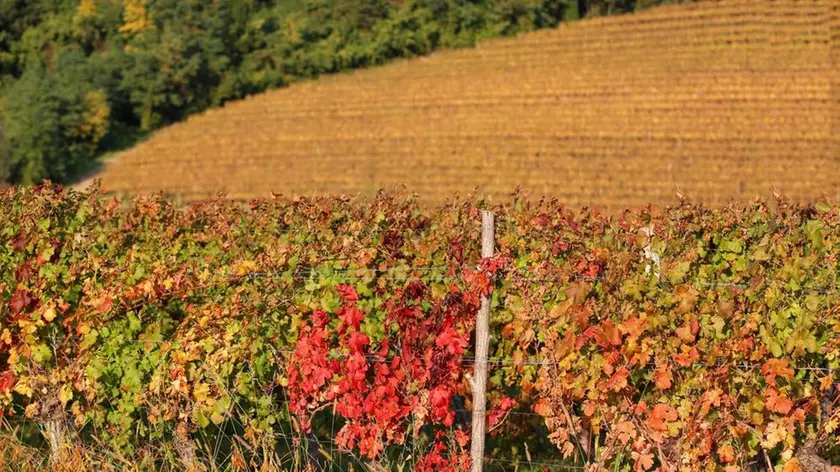 Chi oggi pianta una vigna nel Collio chiede ai vivaisti viti capaci di resistere alla siccità