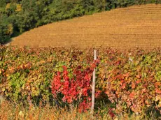 Chi oggi pianta una vigna nel Collio chiede ai vivaisti viti capaci di resistere alla siccità