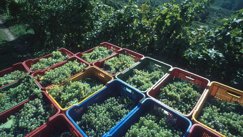 E' tempo di vendemmia