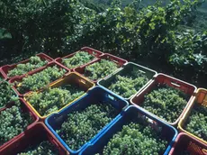 E' tempo di vendemmia