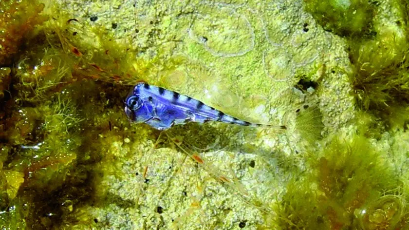 Un pesce falce giovane, come quello avvistato a Brazza