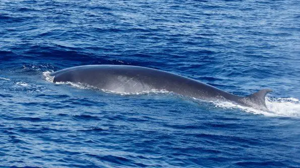 La balenottera avvistata al largo dell'Isola Lunga