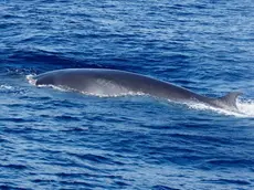 La balenottera avvistata al largo dell'Isola Lunga