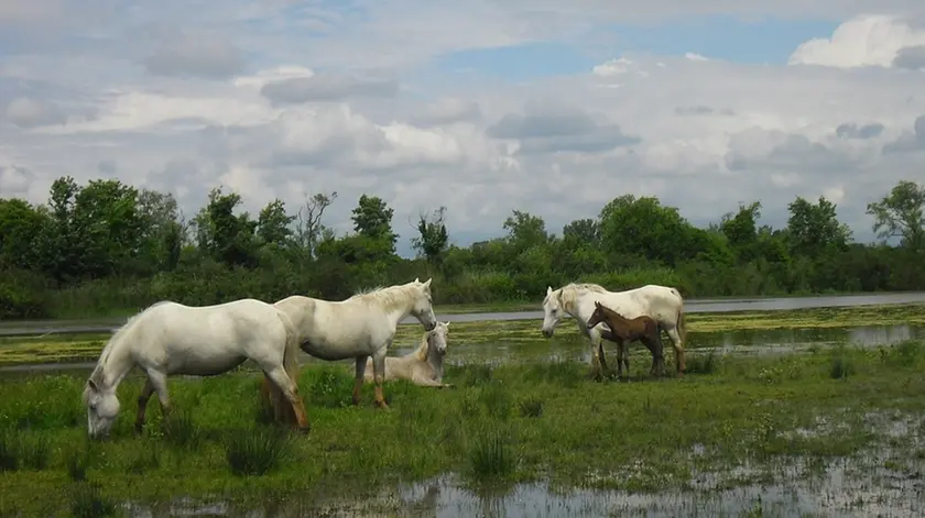 Cavalli Camargue all’Isola della Cona