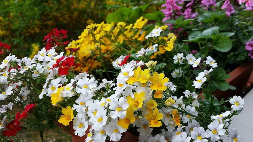 GRADO - fiori casa