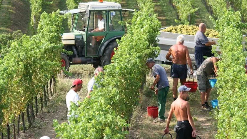 Vendemmia tra i vigneti del Collio