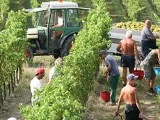 Vendemmia tra i vigneti del Collio