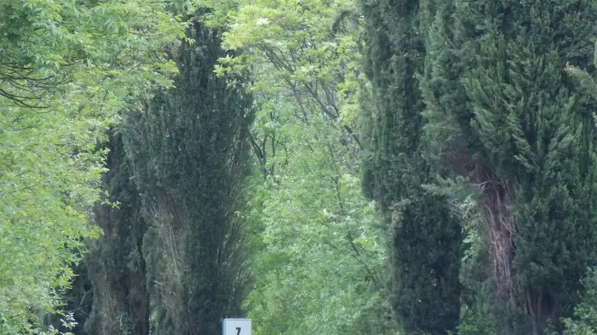 Lungo la strada del Vallone si nota la chioma rovinata di alcuni cipressi