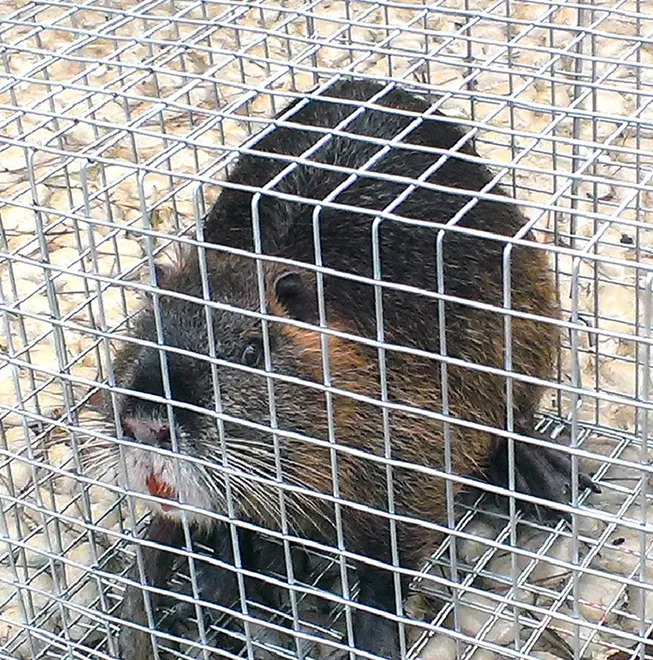 GRADO - NUTRIA IN FONTANA VICINO AL MUNICIPIO