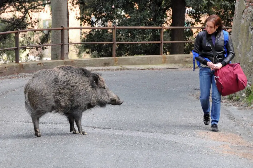 Un cinghiale urbanizzato (foto d'archivio)