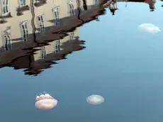 Alcuni esemplari di botte di mare, o polmone di mare, in gergo locale “botta marina”, ben visibili fin all’interno del canale di Ponterosso (Foto Massimo Silvano)