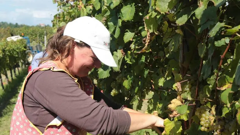 Si vendemmia in un vigneto a San Floriano